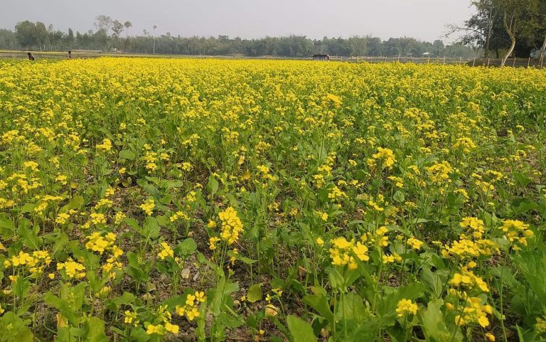 ফুলবাড়ীতে সরিষার দু-চোখ জুড়ানো হলুদ ফুলের সমারোহ।