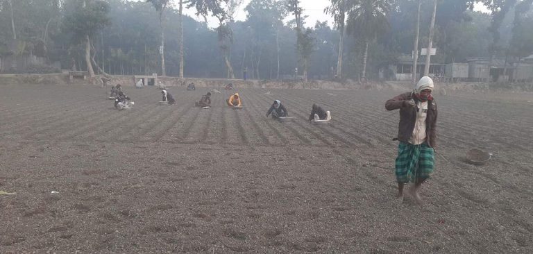 ফুলবাড়ীতে আলু চাষে ব্যস্ত সময় পাড় করছেন কৃষকরা