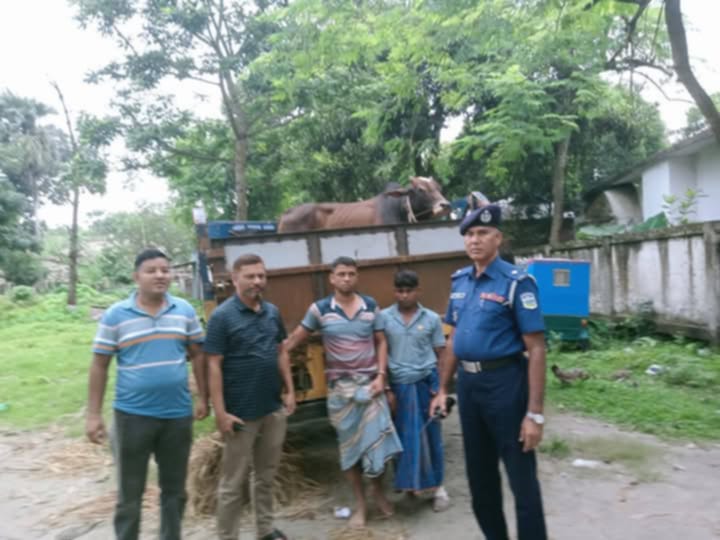 জামালপুর সদর থানাতে চোরাই গরুসহ আটক-২